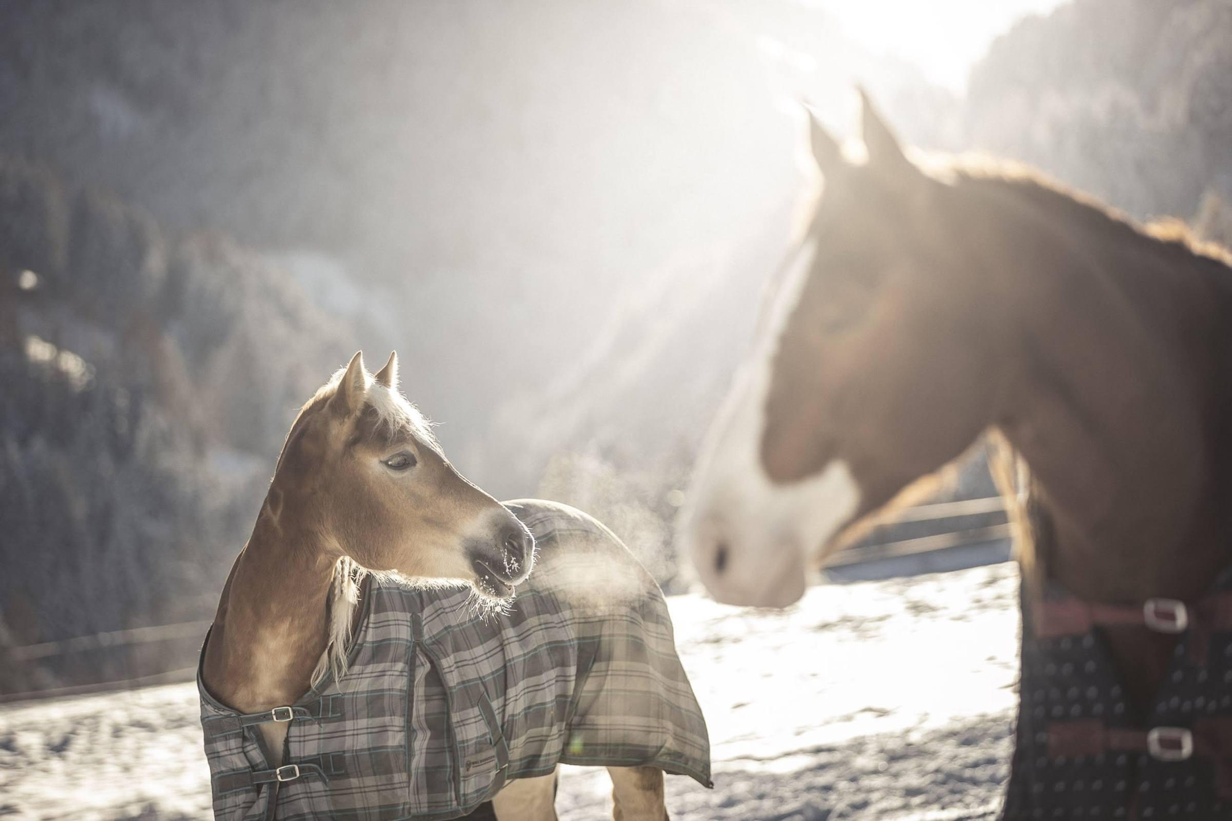 A cavallo negli hotel Winkler