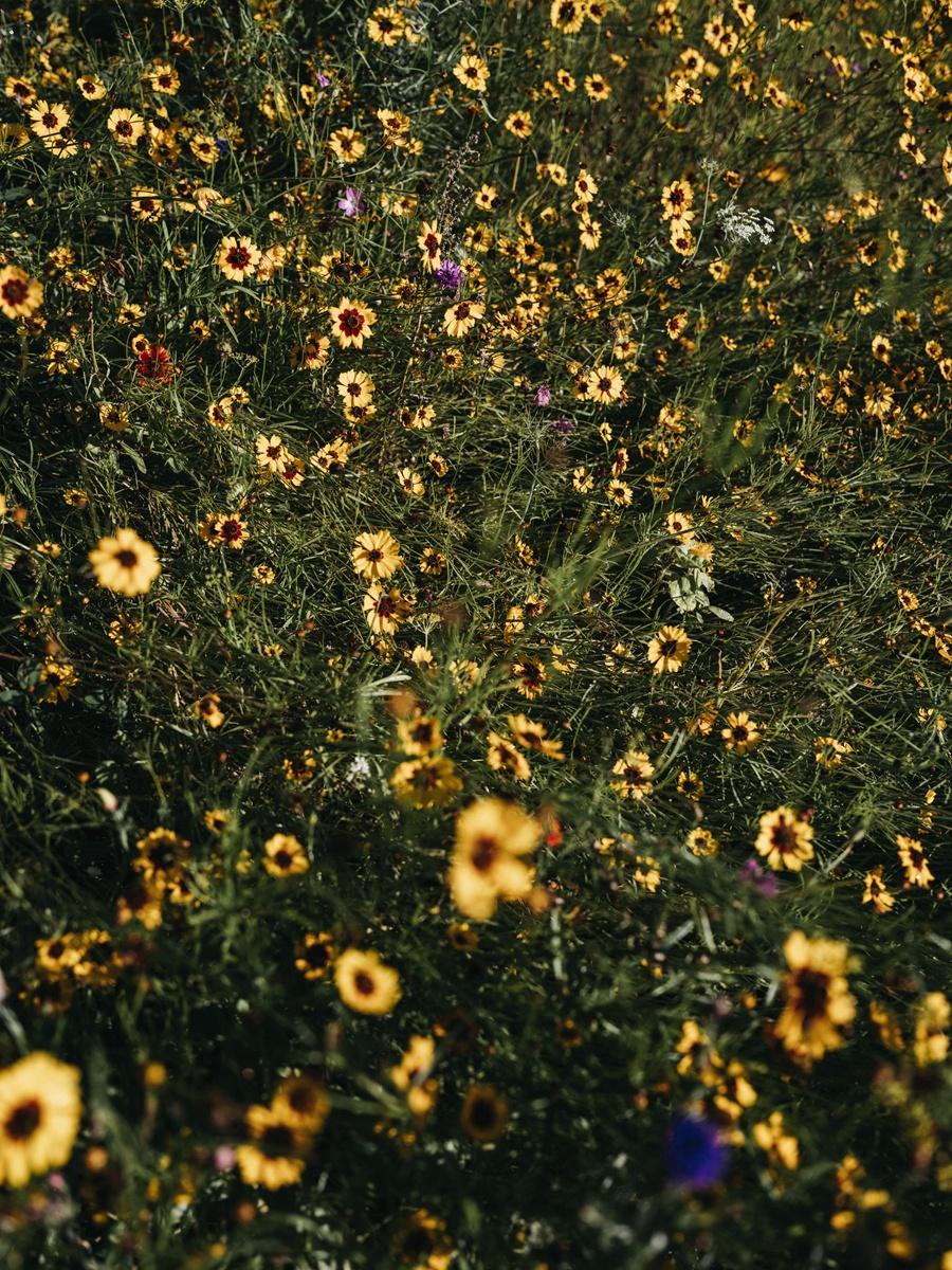 Allergien
