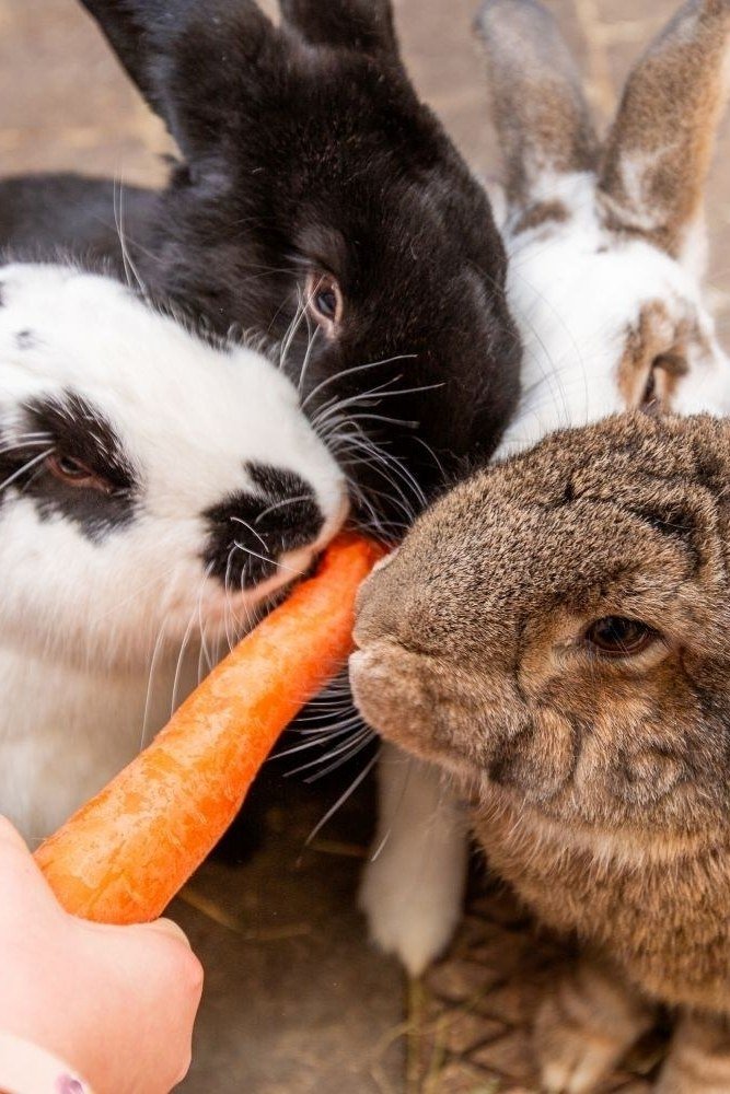 Kaninchenabenteuer für Kinder ab 8 J. 🐰✨
