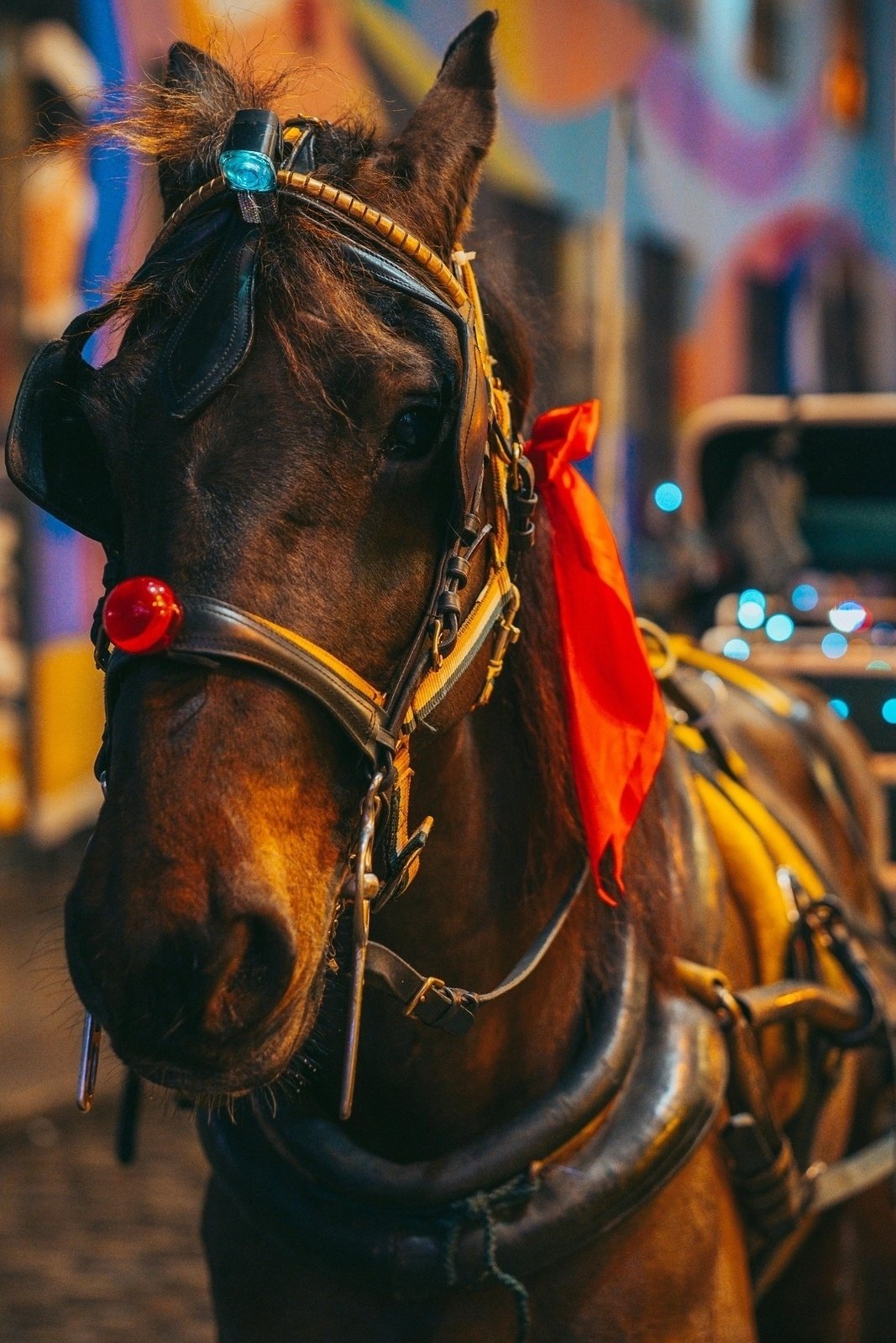 Enchanting romance - carriage ride for lovers