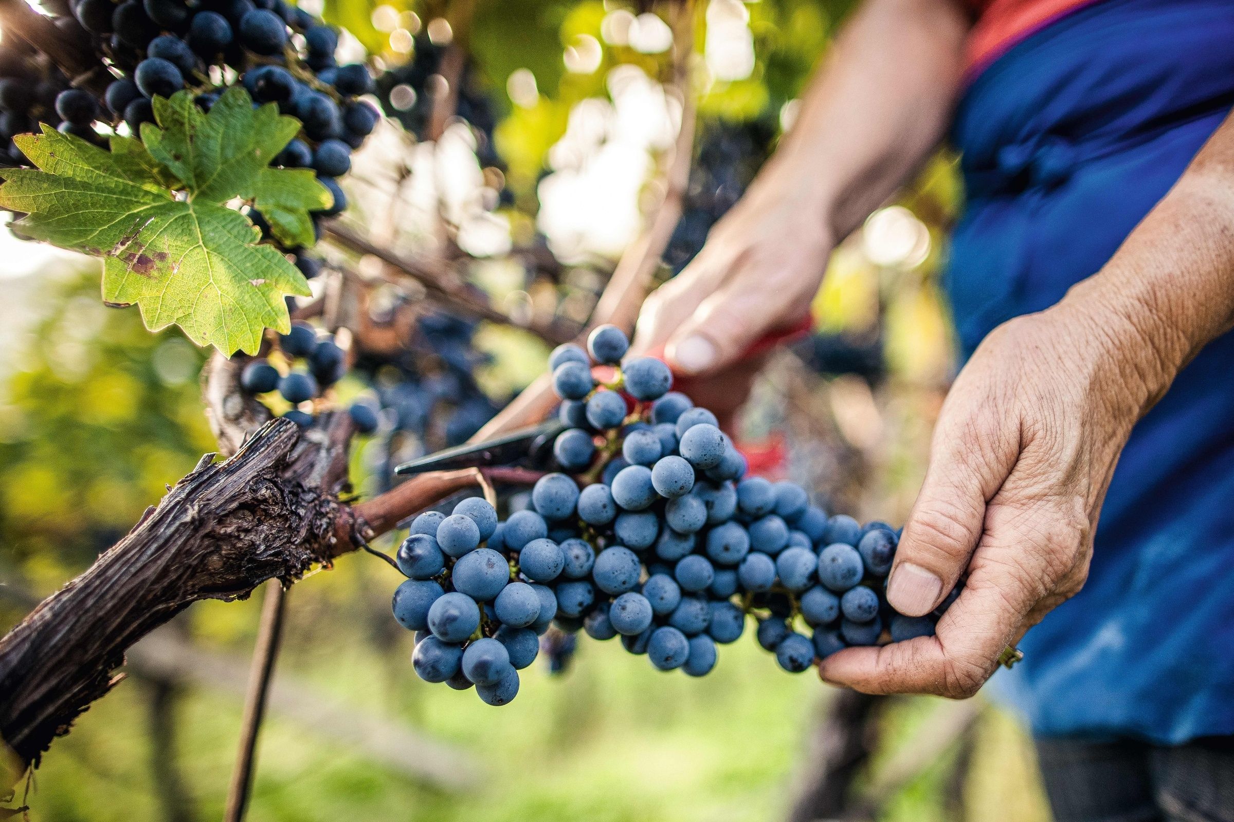 Von der Rebe in den Weinkeller-Wanderung und Weinverkostung am Weingut Rebhof