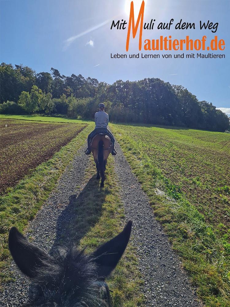 Reitkurs Erwachsene 29.10.-01.11.2026