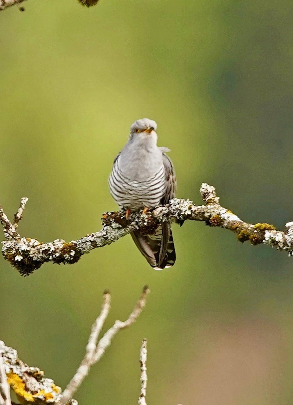 Sound of nature - mental health dank Vogelgezwitscher & Co