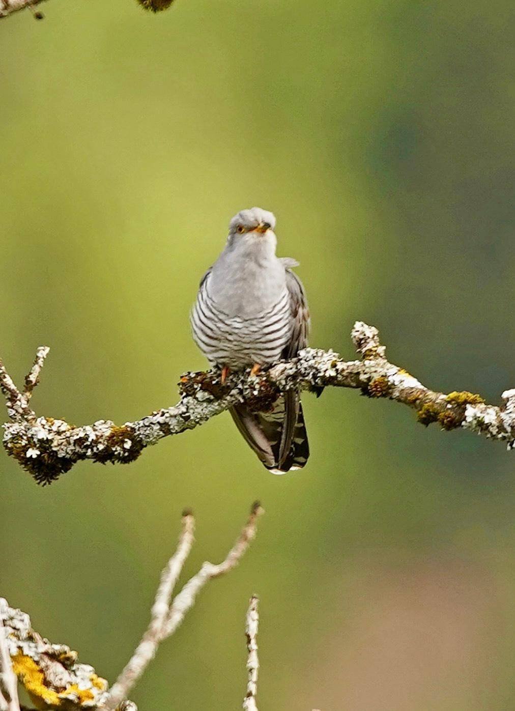 Sound of nature - mental health dank Vogelgezwitscher & Co