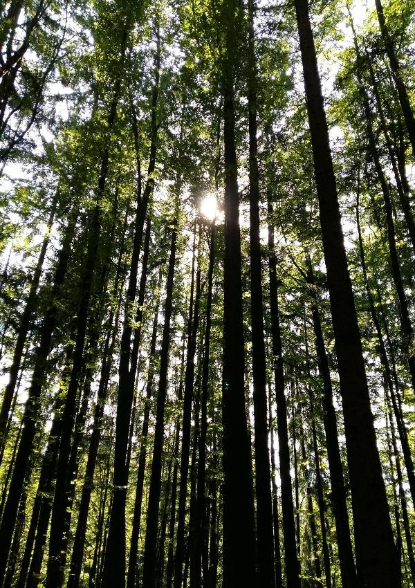 Wald-Lenzer die Aus zeit für S'ich