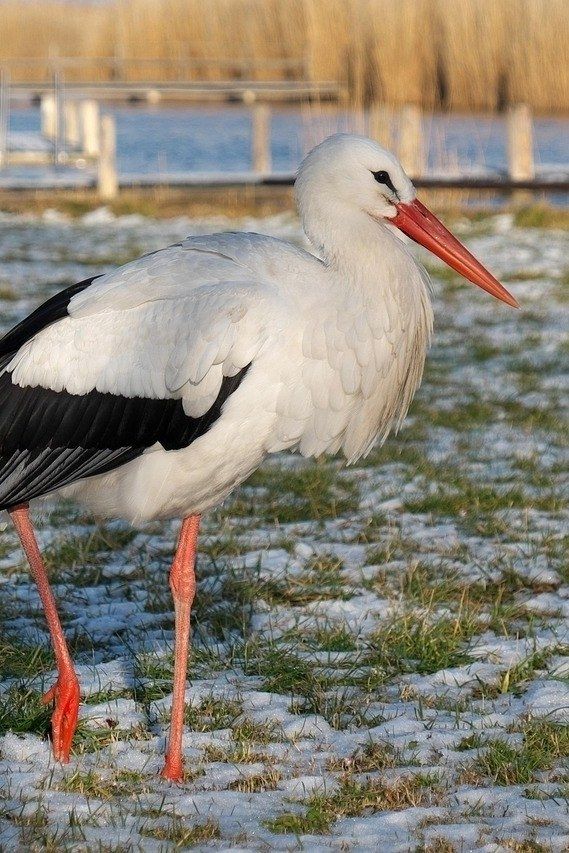 Hinter den Kulissen: Tierpfleger-Tour im Nationalpark Neusiedler See - Seewinkel