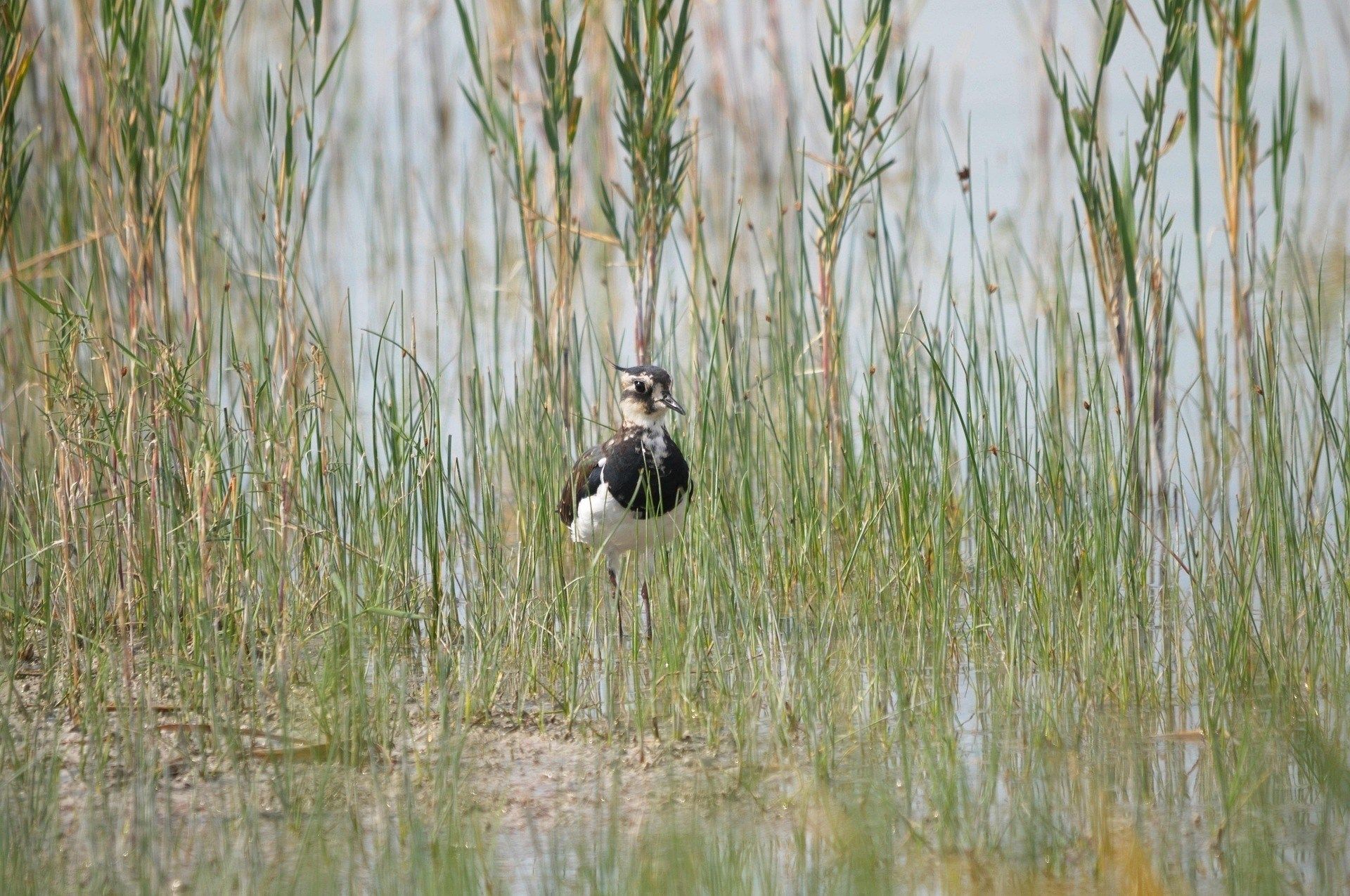Kanutour im Schilflabyrinth des Neusiedler Sees