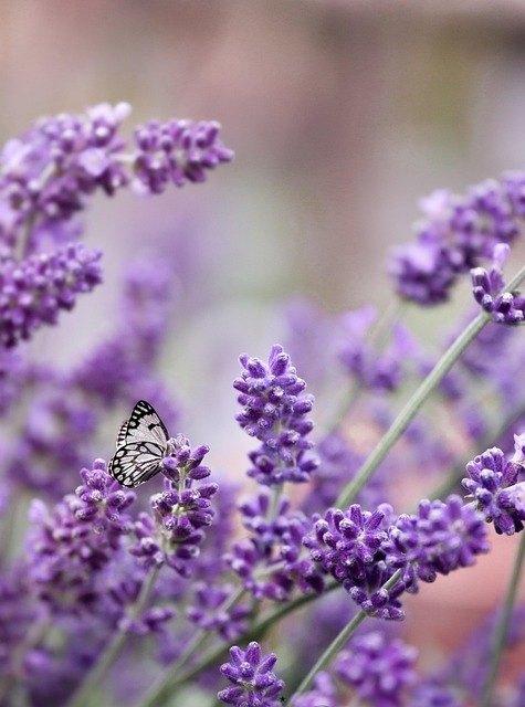 Lavendel-Aufguss