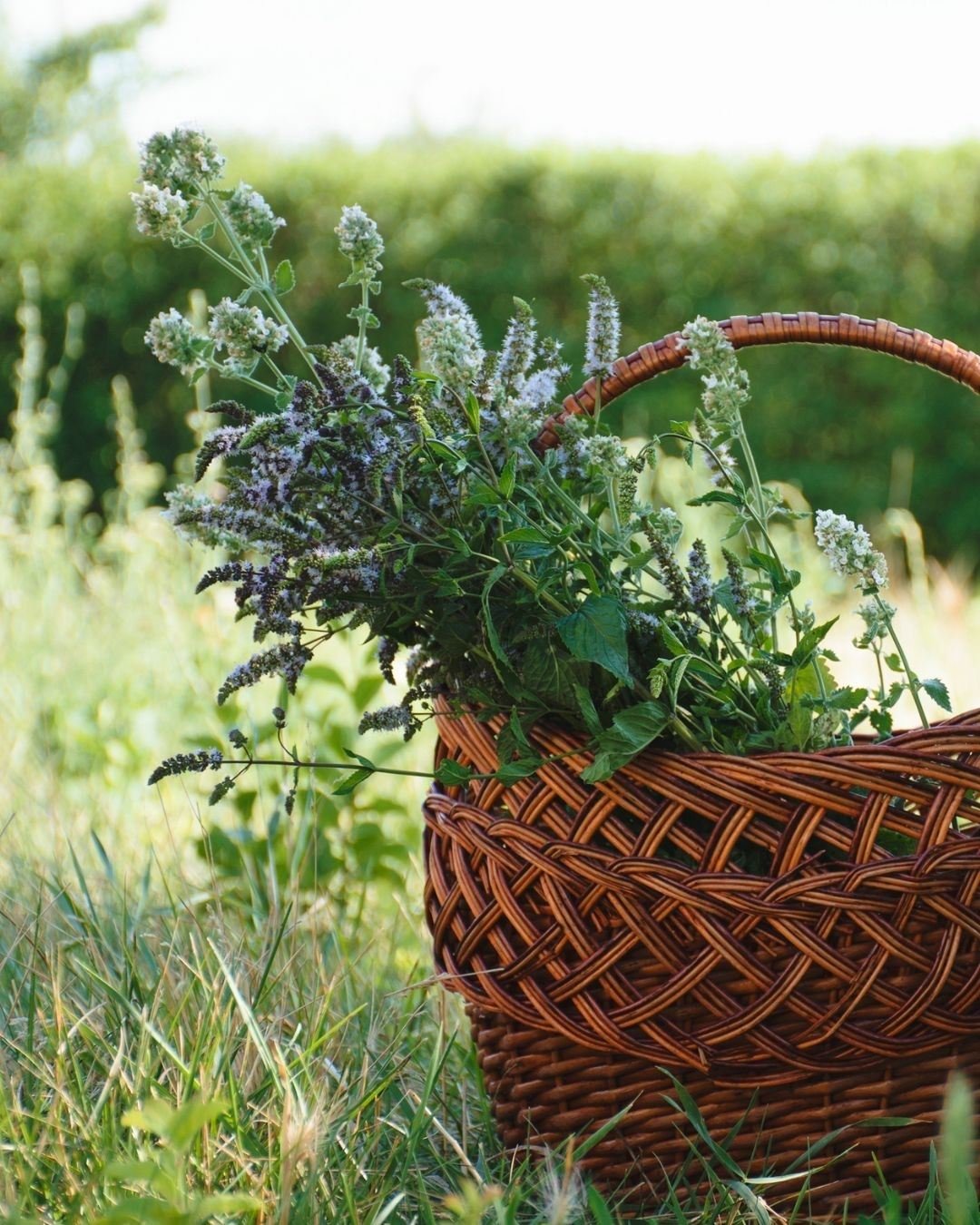 Kräuterspaziergang "Wildkräuter entdecken und schmecken mit zauberhaften Naturerlebnissen"