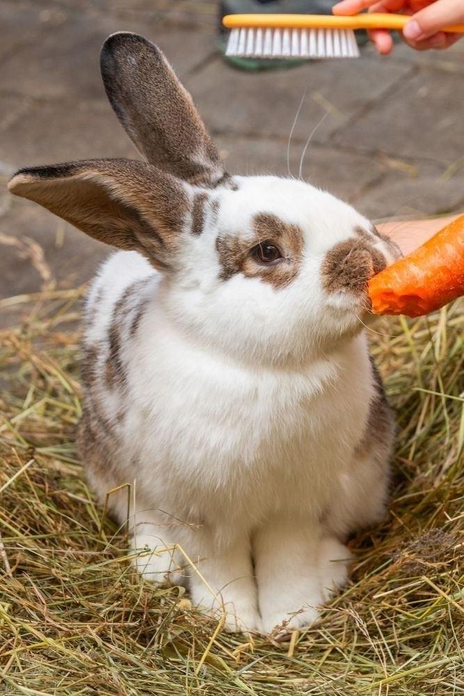 Kuschelige Kaninchenzeit für die ganze Familie🐇🥕
