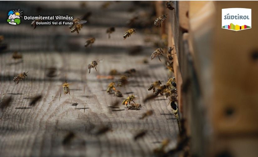 Slow Food Travel - Die Welt der Bienen