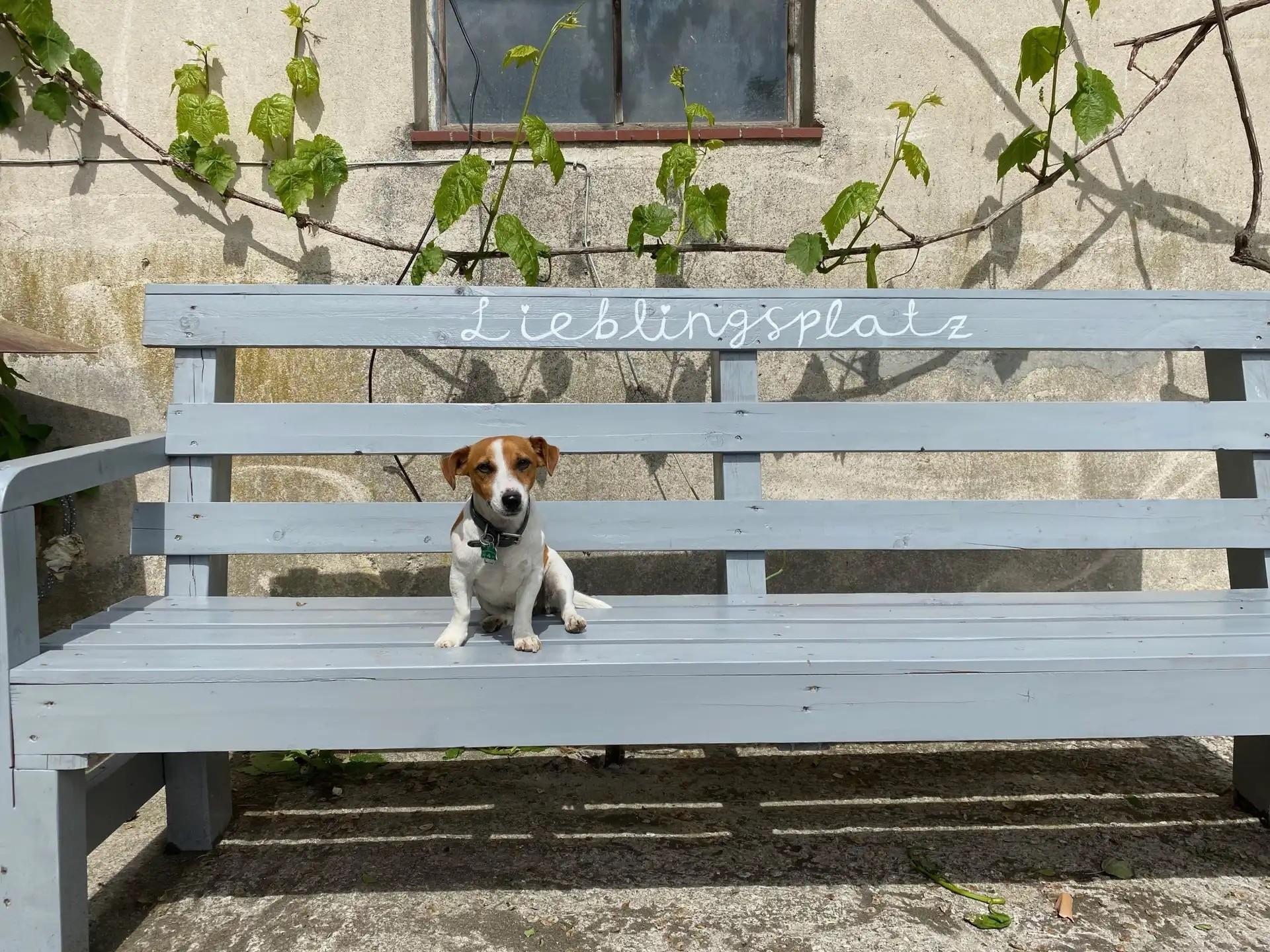Hunde
Hausordnung