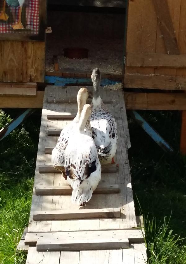 Unsere Landschaftsgärtner - «Schnecken Checker»