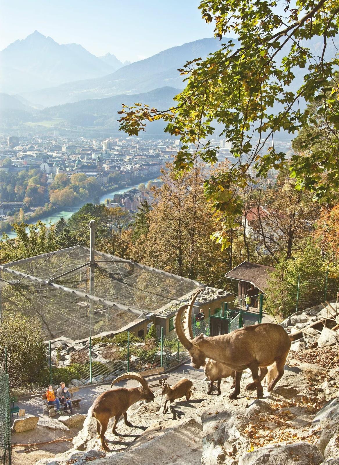 Alpenzoo & goldenes Dacherl
