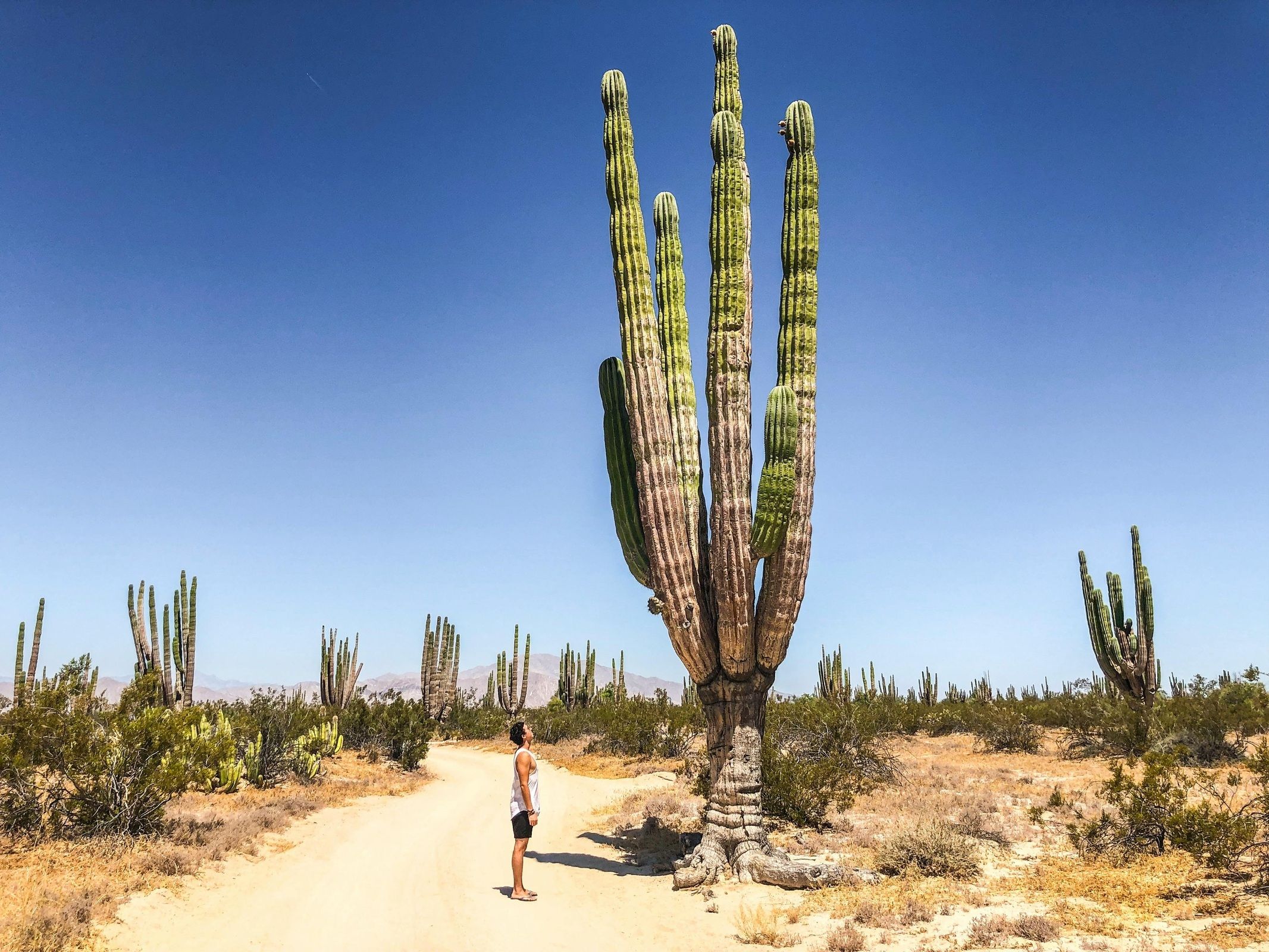 Desert Discovery Walk