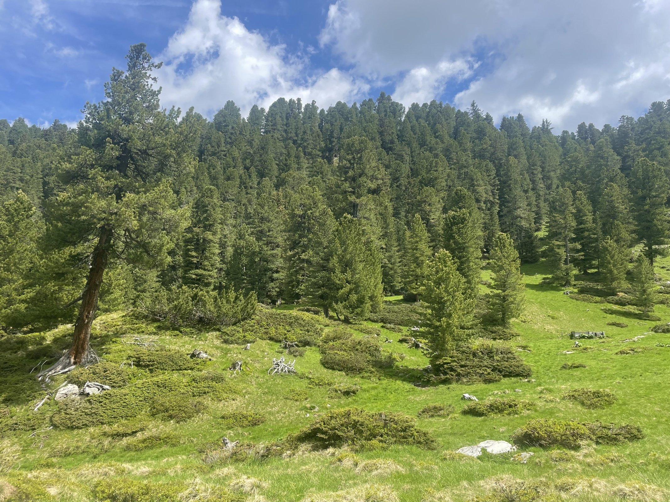 Wanderung von der Elsalm zur Loschbodenalm mit Thomas