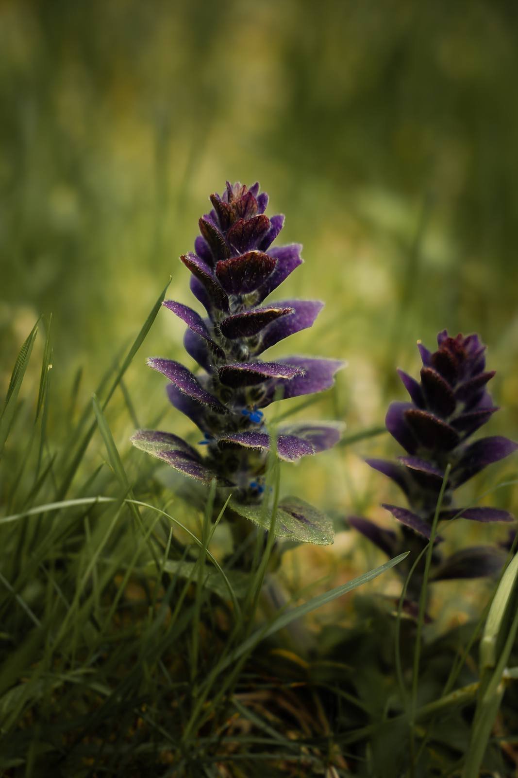 Herb walk with Viktoria