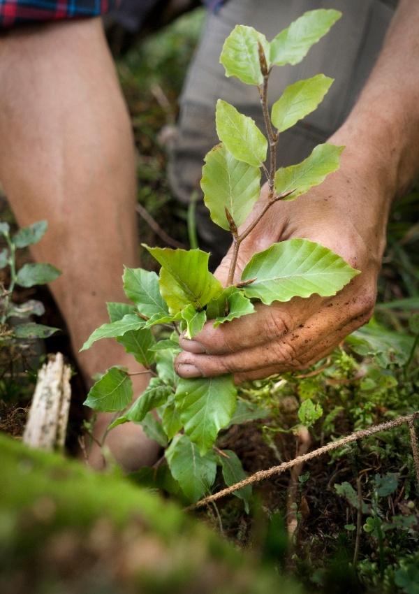 Bäume pflanzen. Dem Klimawandel entgegenwirken