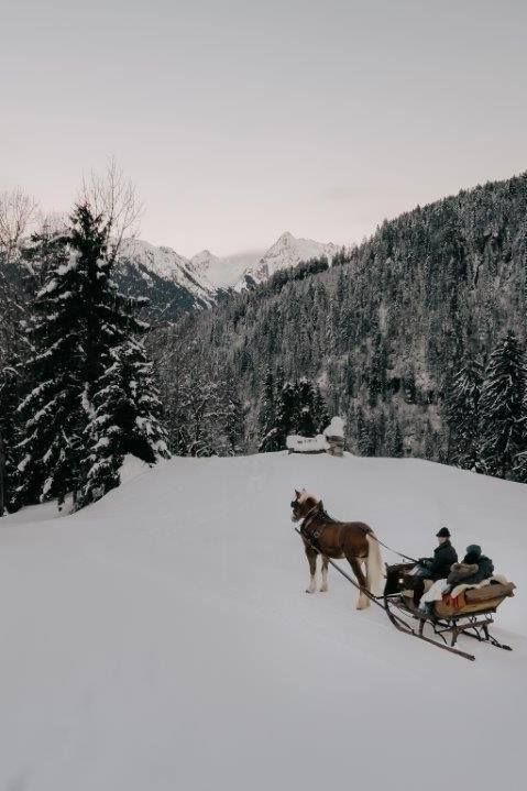 Horse sleigh ride like in a fairy tale