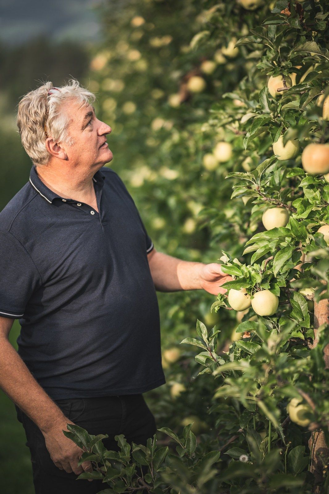 Alles rund um den Apfel