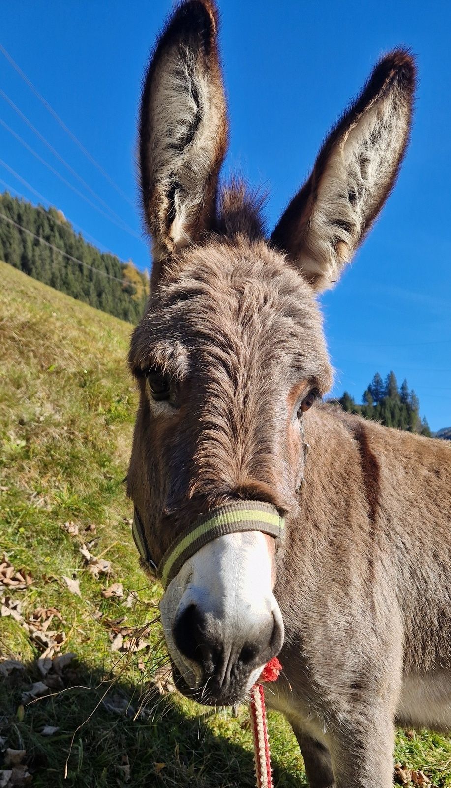 Eselwanderung