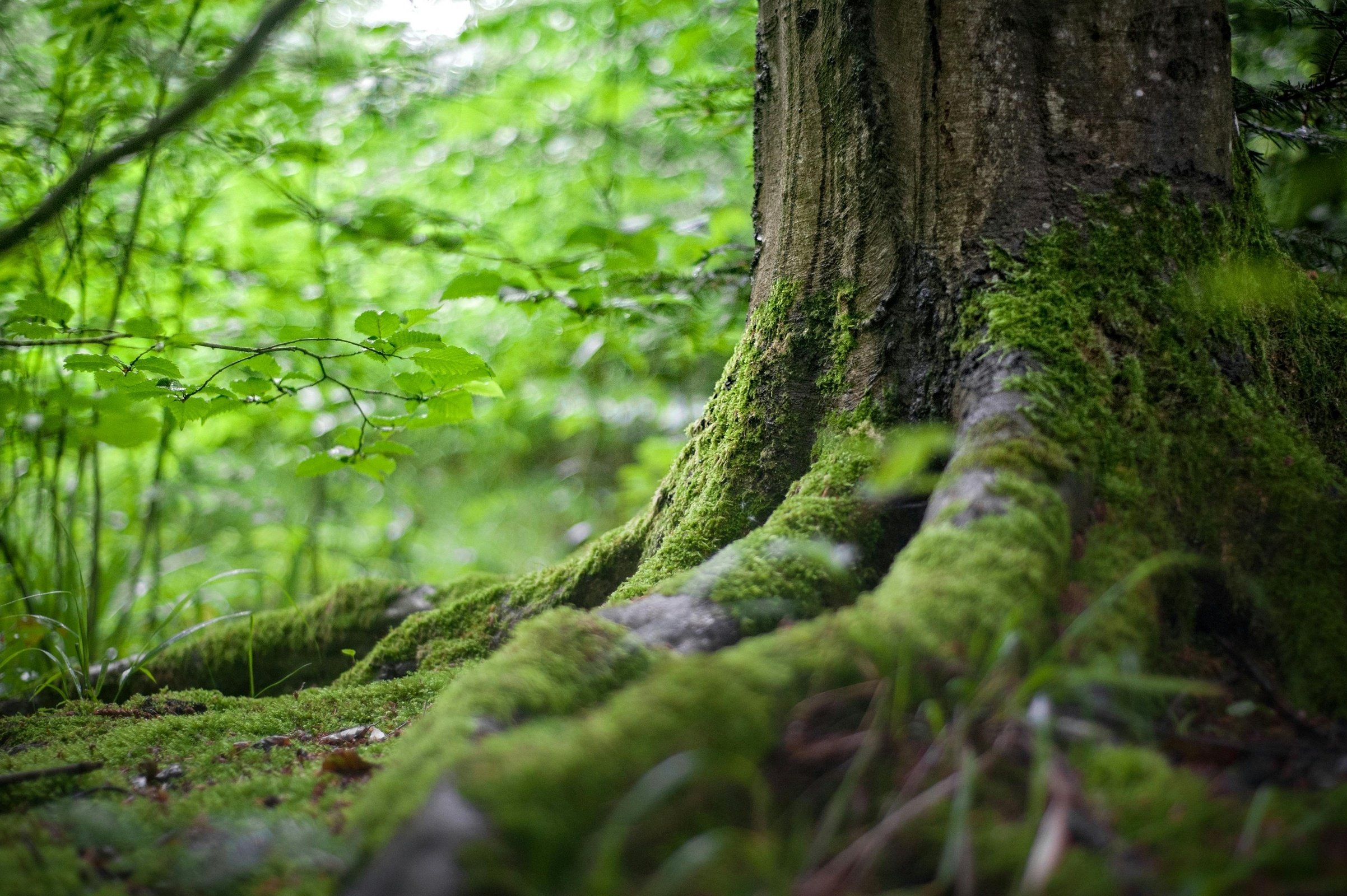 Outdoor - Waldmosaik