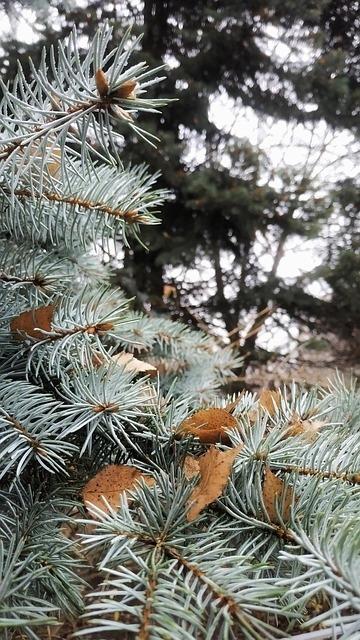 Zirben-Eukalyptus Aufguss