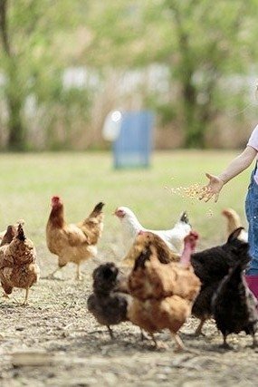KUNOS KIDS CLUB - 🐓 Bauernhofbesuch – Hühner, Hasen & Co entdecken