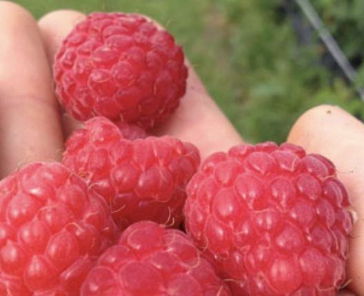 Beeren selbst pflücken