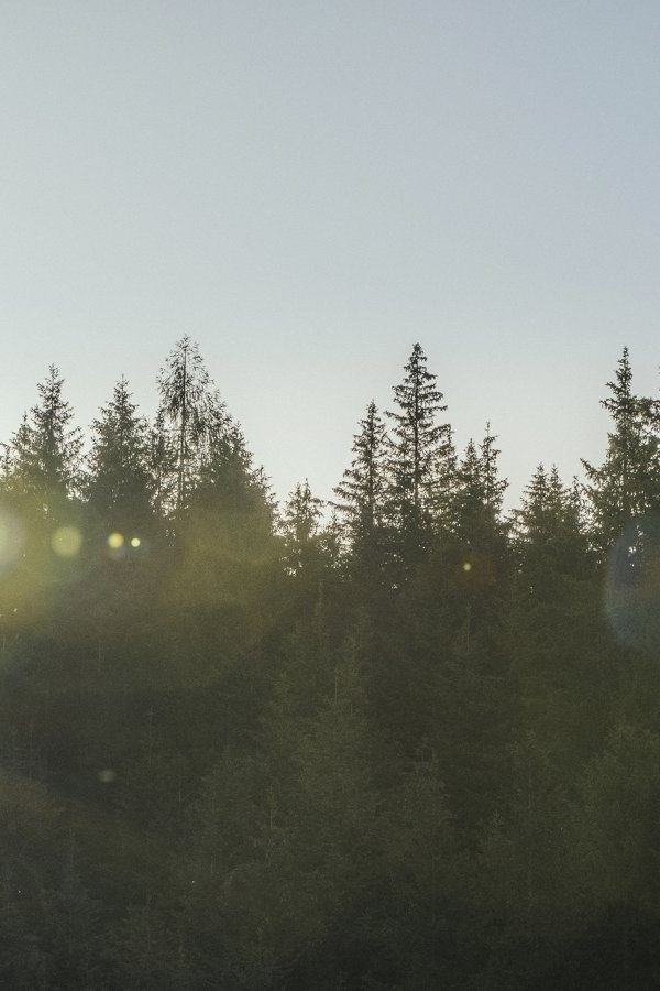 Wald-Bad