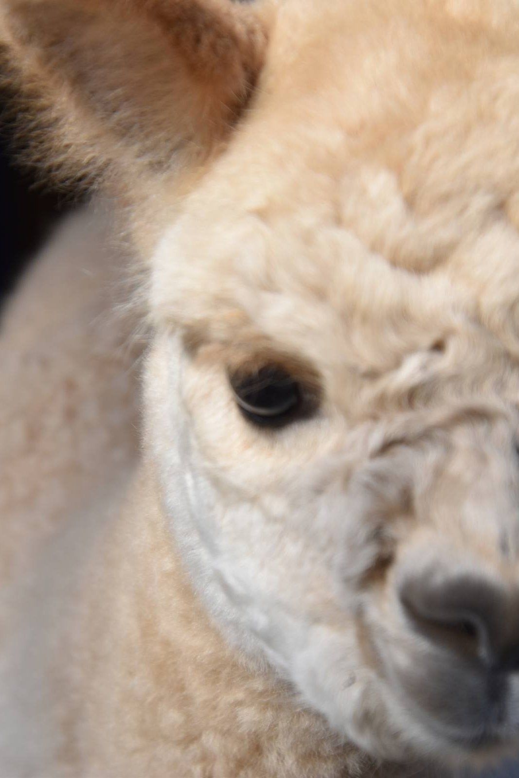 Alpaca picnic