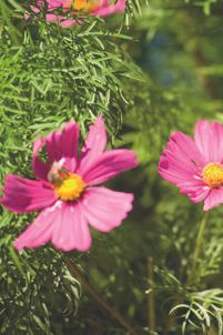 Silbertaler Waldschule im Sommer erleben