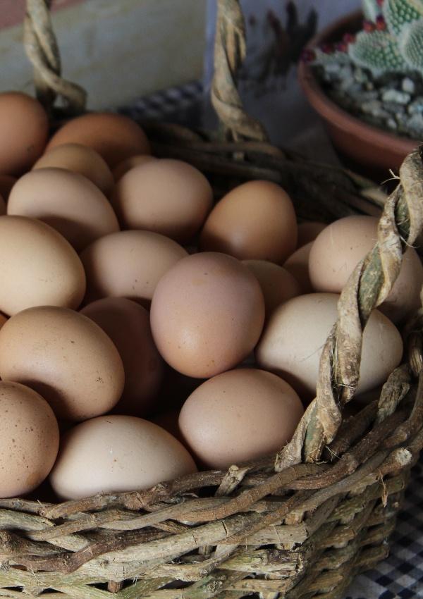 Eier von glücklichen Hühnern