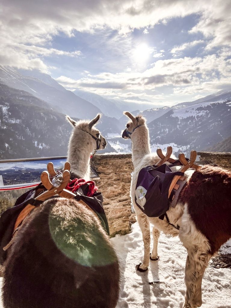 Lama Trekking