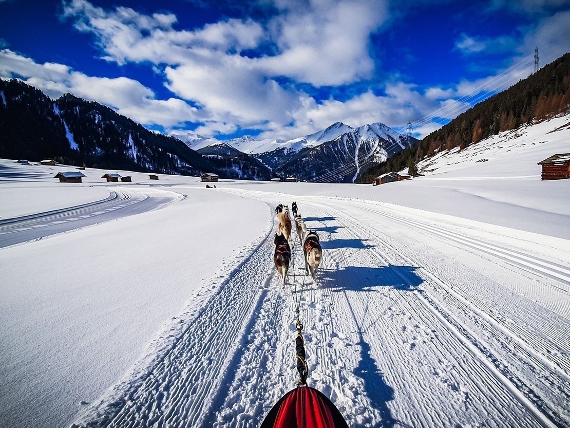Husky-Erlebnis in Tirol