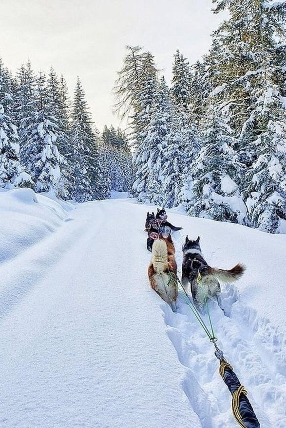 Mit den Huskys unterwegs