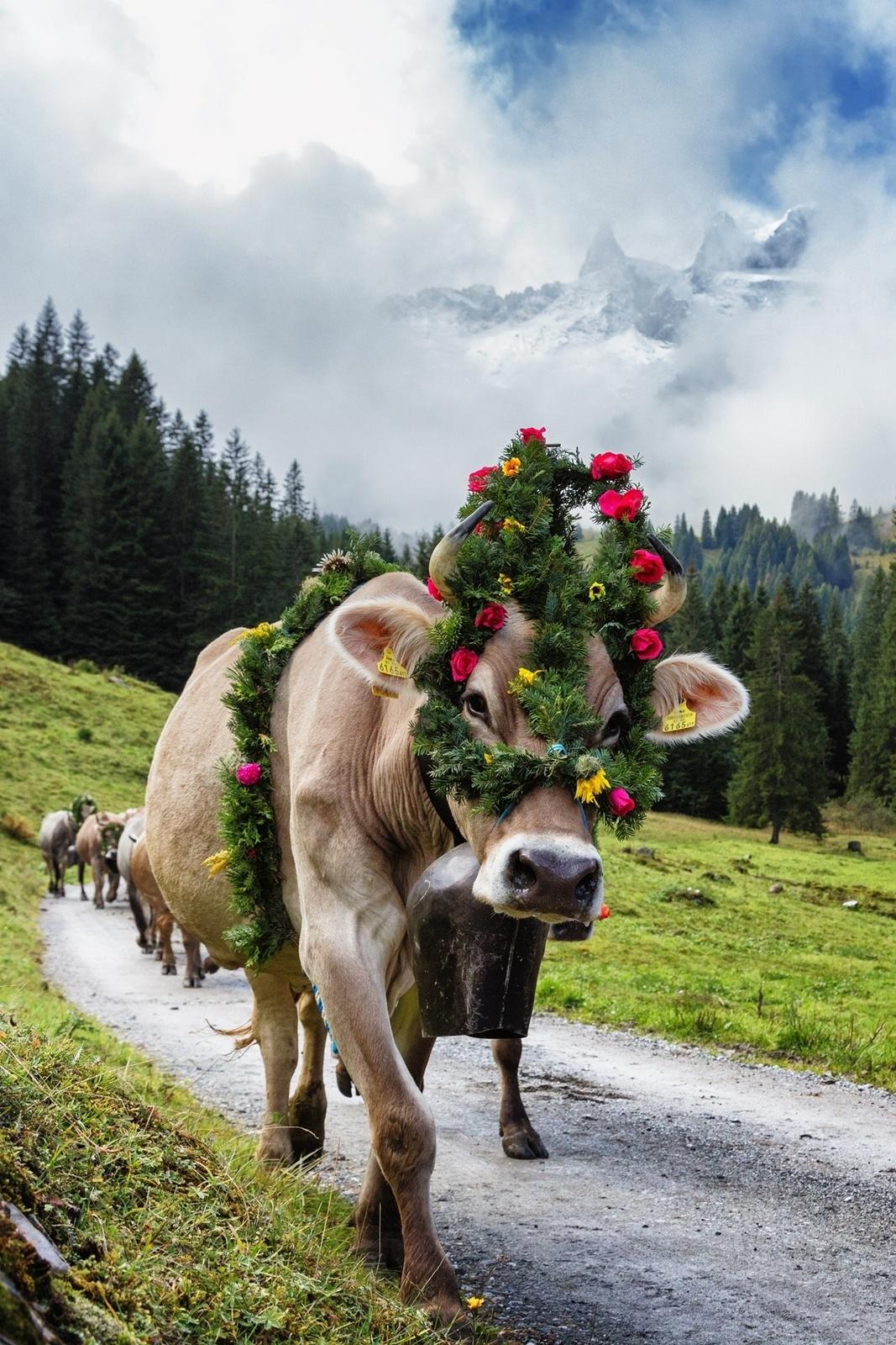 Alpabtriebe im Montafon