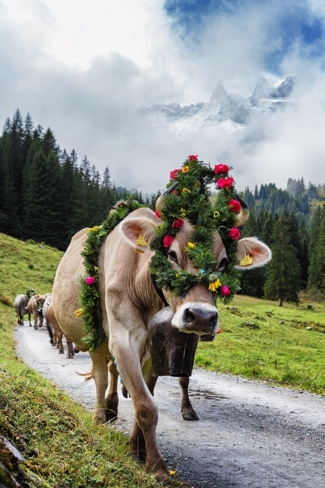 Alpabtriebe im Montafon
